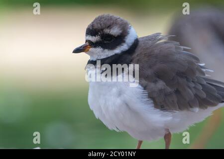 Ein gewöhnlicher Ringelpfrover oder Ringelpfrover (Charadrius hiaticula) schließt im Sommer einen watenden Vogel in den Wasit Wetlands in den Vereinigten Arabischen Emiraten. Stockfoto