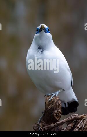 Das weiße Bali myna (Leucopsar rothschildi) , auch bekannt als Rothschilds mynah, Bali-Star oder Bali mynah, lokal bekannt als jalak Bali, ist ein Medium Stockfoto