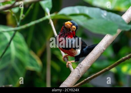 Ein bärtiger Barbet (Lybius dubius) oder ein afrikanischer Barbet, der im Regenwald thront und sich umschaut. Verwandt mit Tukanen. Stockfoto