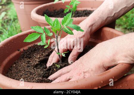 Hände des Mannes Pflanzen junge grüne Tomaten sprießen in den Topf, Nahaufnahme, Frühling Gartenarbeit als Hobby und natürliche Ernährung Konzept Stockfoto