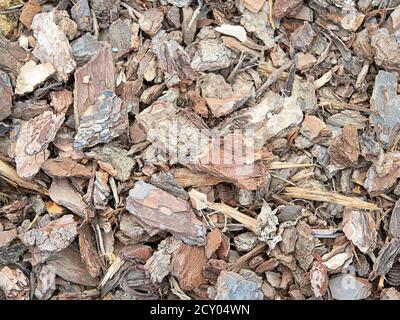 Stück Kofferraum isoliert auf dem Hintergrund. Stockfoto
