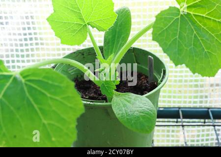 Zucchini-Sämling in einem grünen Topf im Gewächshaus. Gartenarbeit als Hobby und natürliche Ernährung Konzept Stockfoto