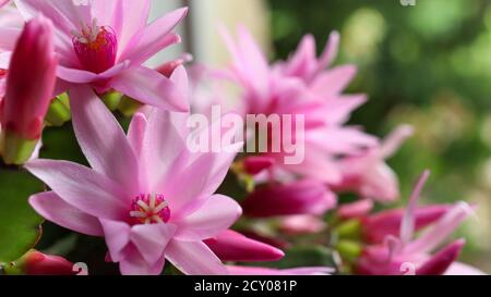 Blühender Zygocactus Schlumbergera auf einem verschwommenen Hintergrund eines Sommers Garten Stockfoto