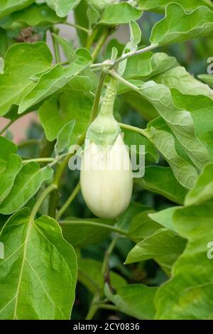 Ovale, einzelne, weiße Frucht von Aubergine 'Clara', Aubergine 'Clara'. Solanum melongena 'Clara' Stockfoto