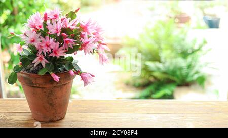 Blühender Zygocactus Schlumbergera in einem Keramiktopf am Fenster Auf einem verschwommenen Hintergrund eines Sommergartens Stockfoto