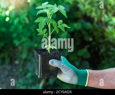 Hand eines Mannes in einem Handschuh hält Tomatensämling in einem Topf, Frühling Gartenarbeit als Hobby und natürliche Ernährung Konzept Stockfoto