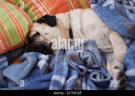 Verschlafene Mops in einem blauen blanked in der Nähe etwas Orange bedeckt Kissen Stockfoto