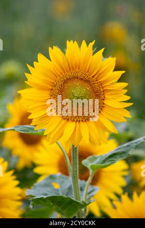 Nachhaltige Landwirtschaft Sonnenblumenfeld im Sommer zeigt eine blühende Mono Kultur der Plantage als Bio-Lebensmittel und schön wachsen Wiese für Biene Stockfoto