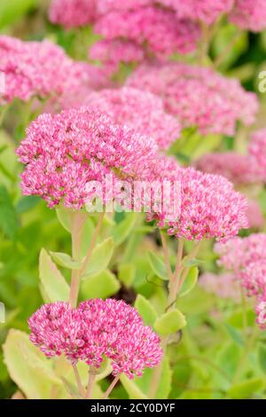 Hylotephium herbertfreude, Steinekrop 'Herbstfreude', Sedum 'Herbstfreude', Sedum spectabile 'Indian Chief'. Sedum 'Autumn Joy' Stockfoto