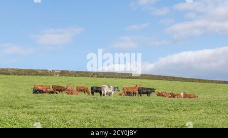 Kleine Herde von jungen Farren, mit Matriarchin ist die weiße Kuh. Für die britische Viehwirtschaft, britisches Rindfleisch, britische Landwirtschaft, Tierschutz Stockfoto