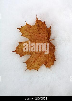 Ahornblatt mit Herbstfarbe im Schnee Stockfoto