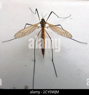 Kranfliege / Papa lange Beine Draufsicht. Harmlos für den Menschen, aber ein landwirtschaftlicher Schädling in Europa. Auch bekannt als Galli Nipper, Golly Whopper, Mosquito Hawk. Stockfoto