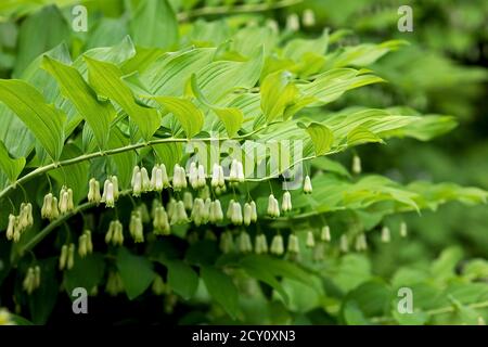 Blühende salomonen versiegeln Pflanze Stockfoto