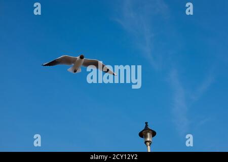 Eine Möwe, die an einem frühen Sommerabend am Strand von Southbourne in Bournemouth gegen einen tiefblauen Himmel fliegt. 06. Juni 2016. Foto: Neil Turner Stockfoto