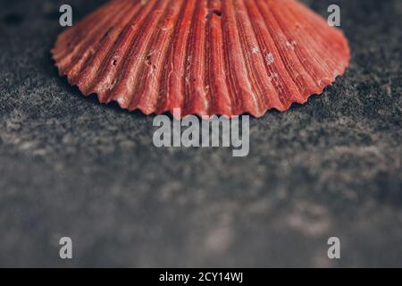 Schöne rote Meeresmuschel auf dem grauen Hintergrund Stockfoto