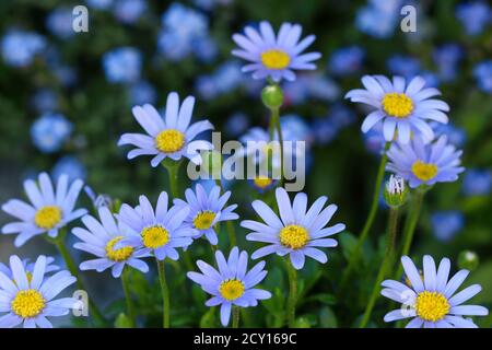 Blau dasy Blumen Makro Stockfoto