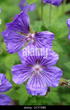 Kraniche Bill Blume in lila Makro Stockfoto