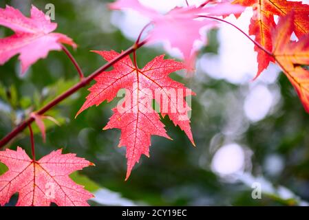 Silberner Ahornzweig mit leuchtend roten Herbstblättern. Schöner Herbsthintergrund. Herbstkonzept Stockfoto