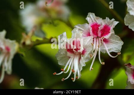 Nahaufnahme von weißen rosa Rosskastanienblüten Stockfoto
