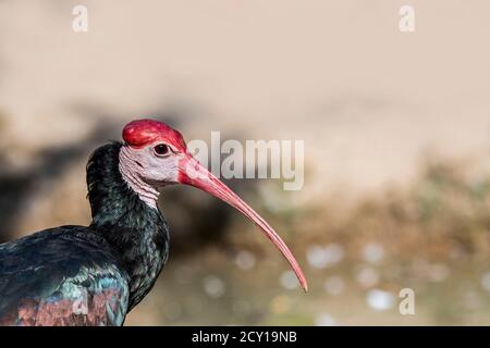 Südlicher Weißkopffelkäfer (Geronticus calvus / Tantalus calvus), im südlichen Afrika heimischer Watvogel Stockfoto