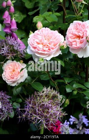 englische Rose in Aprikose Wildeve im Sommergarten Stockfoto