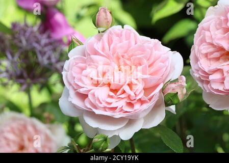 englische Rose in Aprikose Wildeve im Sommergarten Stockfoto