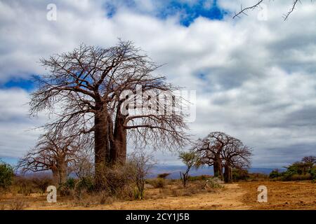 baobabs Adansonia digitata in Tansania Stockfoto