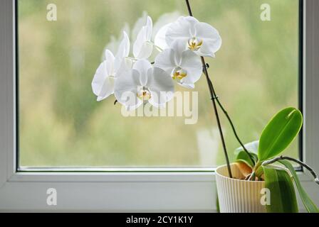 Weiß blühende Orchidee auf Fensterbank Stockfoto