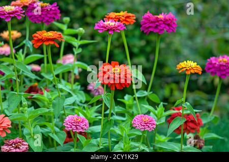 Zinnien in allen Farben blühen im Sommergarten Stockfoto