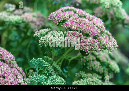 Hylotephium spectabile (Sedum spectabile) blühende Pflanze der Steinkrautenfamilie Crassulaceae, beheimatet in China und Korea Stockfoto