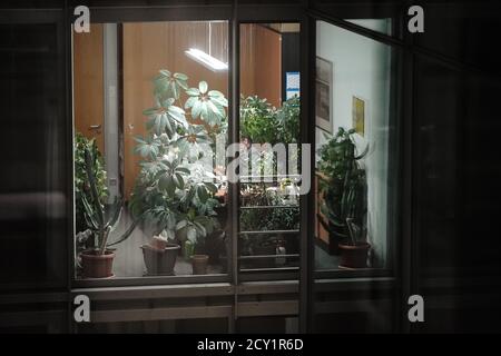 Berlin, Deutschland. Oktober 2020. Eine Frau arbeitet in einem Büro, das voll bis überfüllt mit grünen Pflanzen ist. Quelle: Michael Kappeler/dpa/Alamy Live News Stockfoto