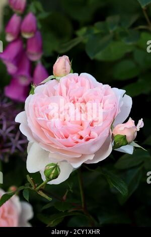 englische Rose in Aprikose Wildeve im Sommergarten Stockfoto