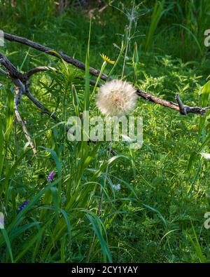 Tragopogon dubius Saatkopf, Western Salsify oder Western Ziegenbart, wächst in den Great Salt Plains in Oklahoma, USA. Stockfoto