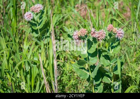 Gemeine Milchblume, Asclepias syriaca L., wild wachsend im Great Salt Plains State Park in Oklahoma, USA. Stockfoto