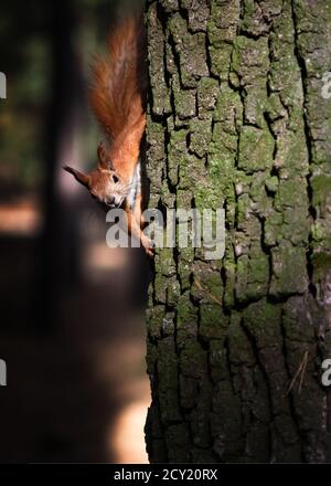 Neugierige flauschige rote Eichhörnchen auf dem Baumstamm im Park. Eurasisches rotes Eichhörnchen in weichem Sonnenlicht auf Baumrinde Hintergrund. Nahaufnahme Stockfoto