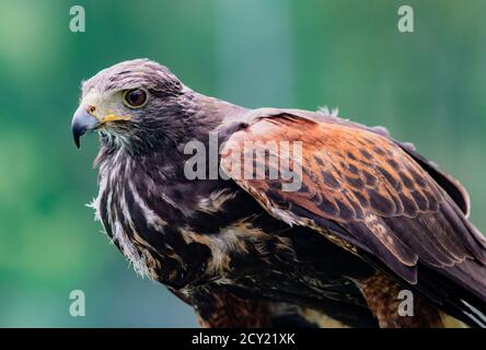 Close-up von unreifen Black-Chested Buzzard-Eagle Kopf an einem Vogel Rescue Center in Ecuador Stockfoto