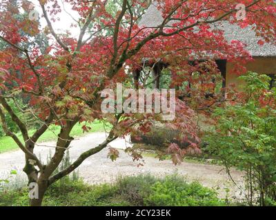 Herbstfarben: Das auffällige rote Laub eines acer (Ahorn)-Baumes Anfang Oktober auf dem Gelände des Batsford Arboretum, England Stockfoto