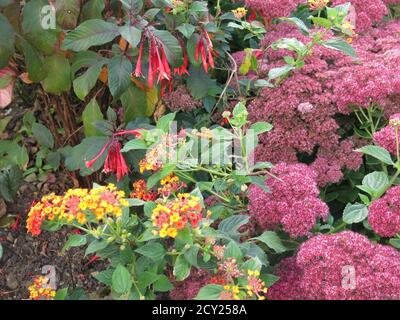 Eine farbenfrohe Pflanzenkombination aus Sedumen und lantana, um die Herbstgrenzen in einem englischen Garten aufzuhellen; Bourton House, Cotswolds, September 2020 Stockfoto