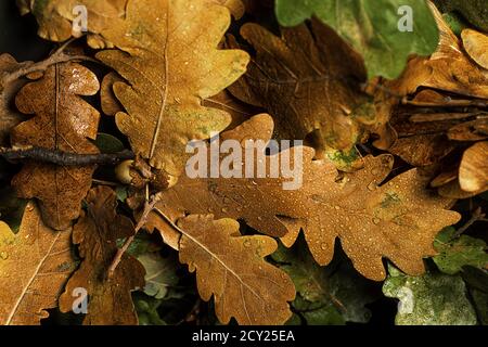 Herbst kreative Komposition. Schöne Herbstblätter als Hintergrund. Herbstblatt. Flach liegend, Draufsicht, Kopierbereich. Stockfoto