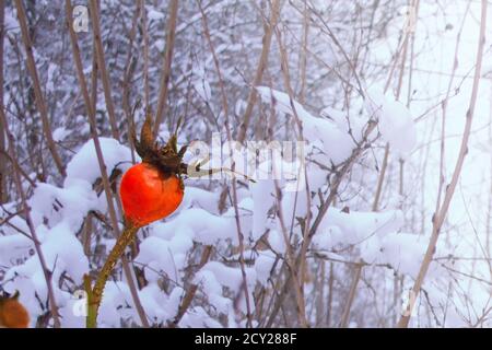 Beere einer Hundrose in einem winterverschneiten frostigen Wald an einem kalten, sonnigen Tag. Leuchtend rote Briar Beeren vor dem Hintergrund von blauviolettem Schnee auf Büschen a Stockfoto
