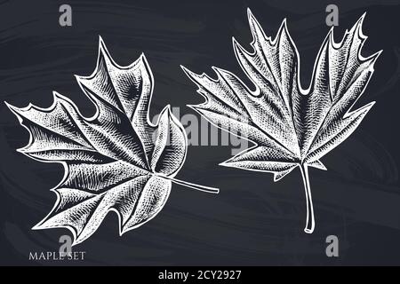 Vektor-Set von Hand gezeichneten Kreide Ahorn Stock Vektor