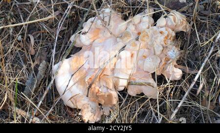 Giftige Pilze, Baumwurzeln und Pilze bildeten sich an der Wurzel des Baumes Stockfoto