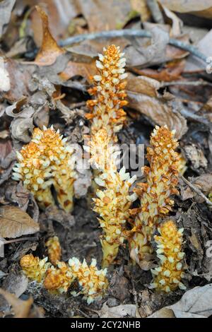 Conopholis americana (auch bekannt als amerikanische Krebswurzel, Squawroot, Bumeh oder Bärenmais) Stockfoto