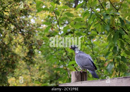 Dove sitzt auf einem hölzernen Tor in einem Stadtpark Stockfoto