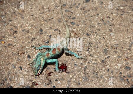 Tod und blutendes Chamäleon mit roten und grünen Farben liegen Auf dem Steinasphalt Stockfoto