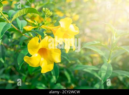 Caesalpinia Blume auf verschwommenem grünem Blatt Hintergrund ist Caesalpinia eine Gattung von blühenden Pflanzen in der Familie der Hülsenfrüchte Stockfoto