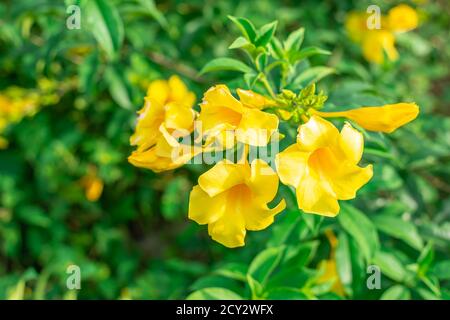 Caesalpinia Blume auf verschwommenem grünem Blatt Hintergrund ist Caesalpinia eine Gattung von blühenden Pflanzen in der Familie der Hülsenfrüchte Stockfoto