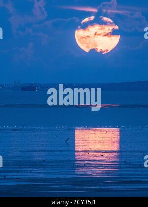 Shellness, Kent, Großbritannien. Oktober 2020. UK Wetter: Der atemberaubende, volle Erntemond, der heute Abend aus Shellness in Kent über Herne Bay aufsteigt. Kredit: James Bell/Alamy Live Nachrichten Stockfoto