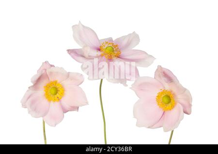 Drei Anemonblüten isoliert gegen Weiß Stockfoto