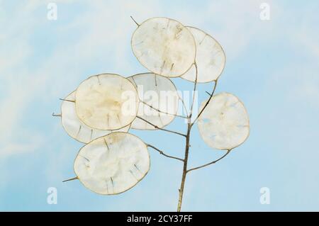 Jährliche Ehrlichkeit, Lunaria annua, Silikonmembranen gegen einen blauen Himmel Stockfoto